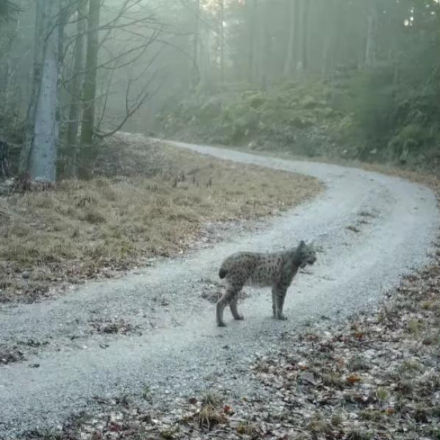 Jutarnji List Ris Casanova Ima Jo Jednog Potomka Ali U Sloveniji