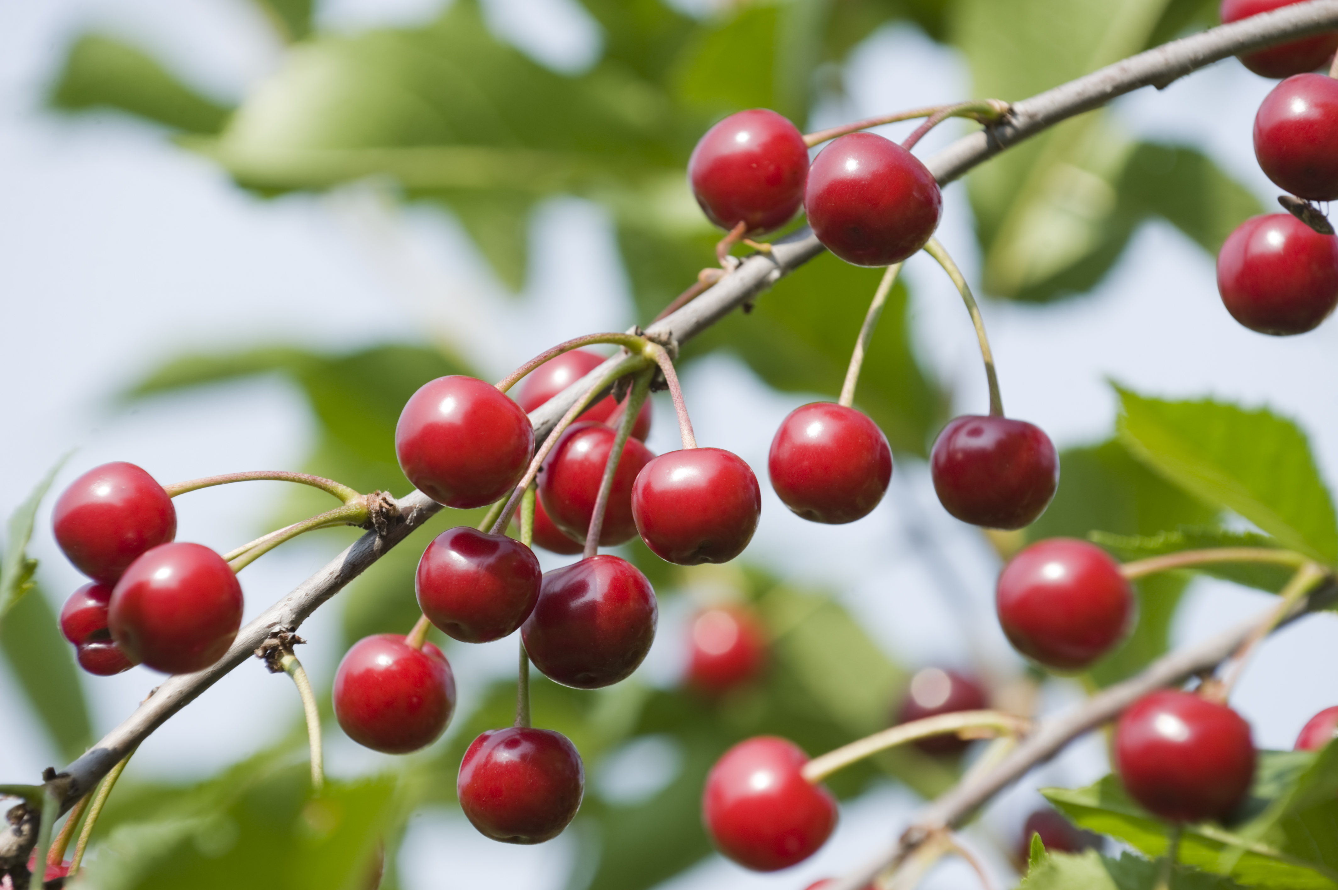 Branch of sour cherries Prunus cerasus