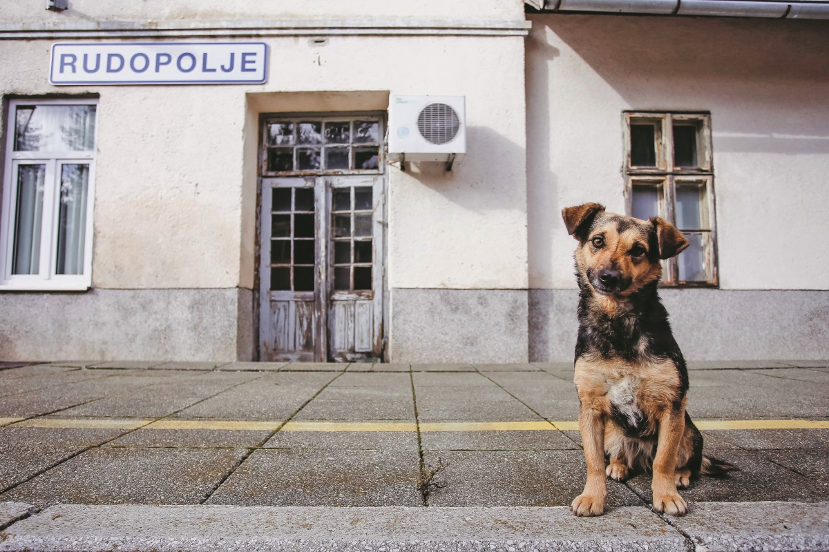 Lili, koja se udomaćila na stanici Rudopolje malena je, ali glasna, kažu željezničari