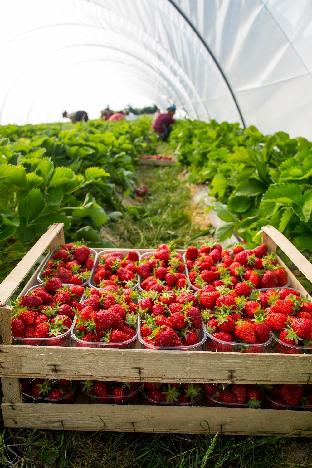 Sisak, 210518.
Opg Veselic, obteljsko imanje koje se bavi eko uzgojem voca i povrca. Sada je na plantazama najvice jagode vise sorti jer im je sezona.
Svoje proizvode prodaju u nekim centrima, ducanima zdrave prehrane.
U poslu je cijela obitelj na celu s sinom Ivanom koji s suprugom vodi posao.
Foto: Berislava Picek/ CROPIX