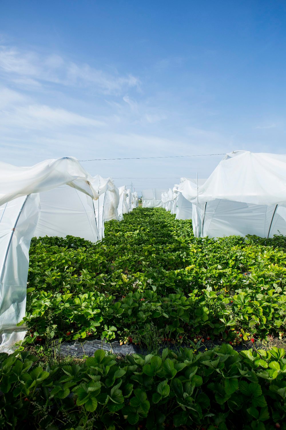 Sisak, 210518.
Opg Veselic, obteljsko imanje koje se bavi eko uzgojem voca i povrca. Sada je na plantazama najvice jagode vise sorti jer im je sezona.
Svoje proizvode prodaju u nekim centrima, ducanima zdrave prehrane.
U poslu je cijela obitelj na celu s sinom Ivanom koji s suprugom vodi posao.
Foto: Berislava Picek/ CROPIX