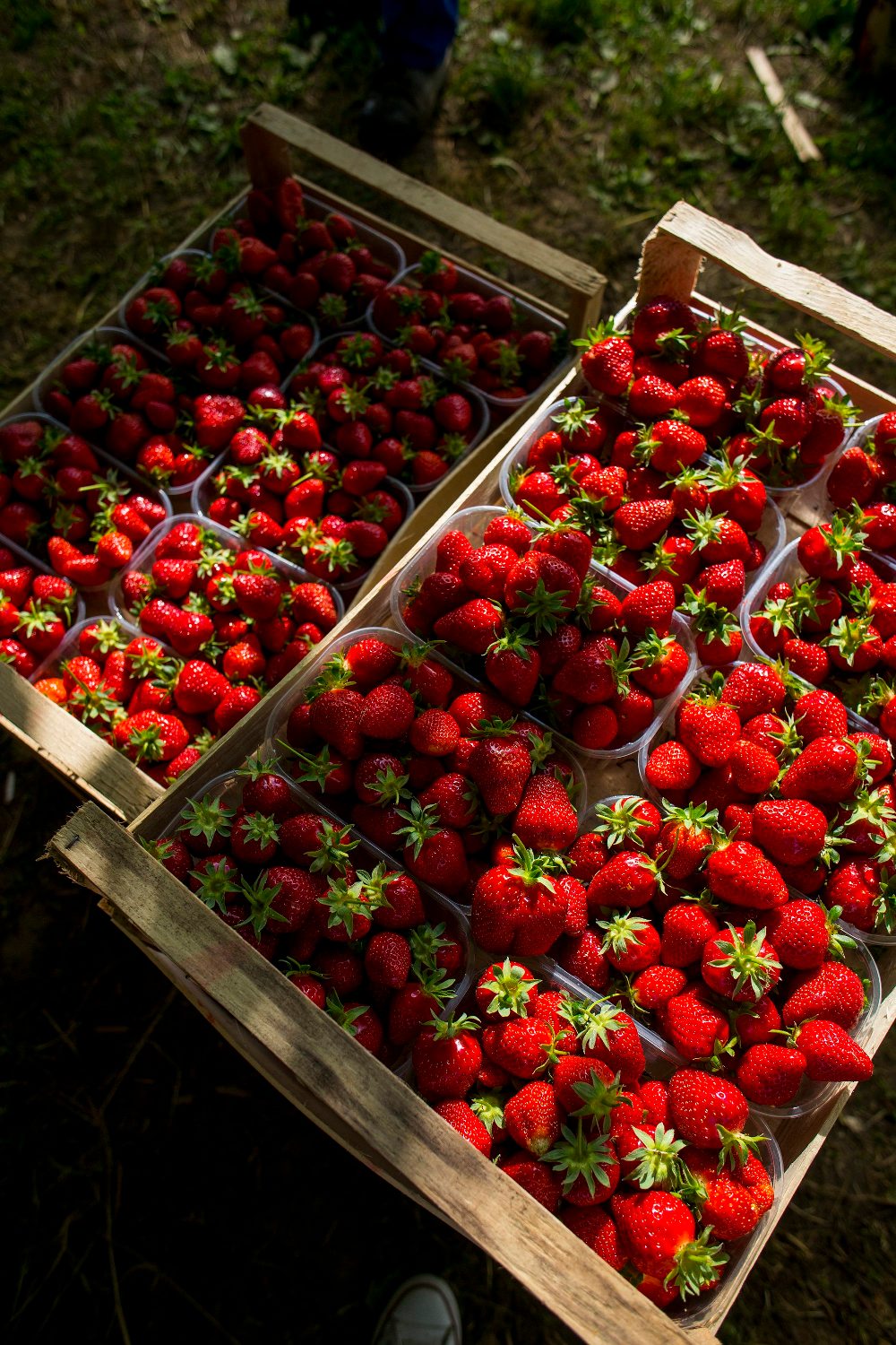 Sisak, 210518.
Opg Veselic, obteljsko imanje koje se bavi eko uzgojem voca i povrca. Sada je na plantazama najvice jagode vise sorti jer im je sezona.
Svoje proizvode prodaju u nekim centrima, ducanima zdrave prehrane.
U poslu je cijela obitelj na celu s sinom Ivanom koji s suprugom vodi posao.
Foto: Berislava Picek/ CROPIX