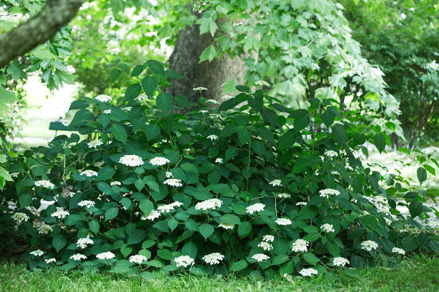 Zagreb, 120618.
Vrtlar Hrvoje Kovach koji radi u Zagrebackom botanickom vrtu pokazao je kako uzgojiti i kako brinuti o hortenzija. Primjeri raznih vrsta hortenzija u grmovima i cvjetovima.
Foto: Berislava Picek/ CROPIX
