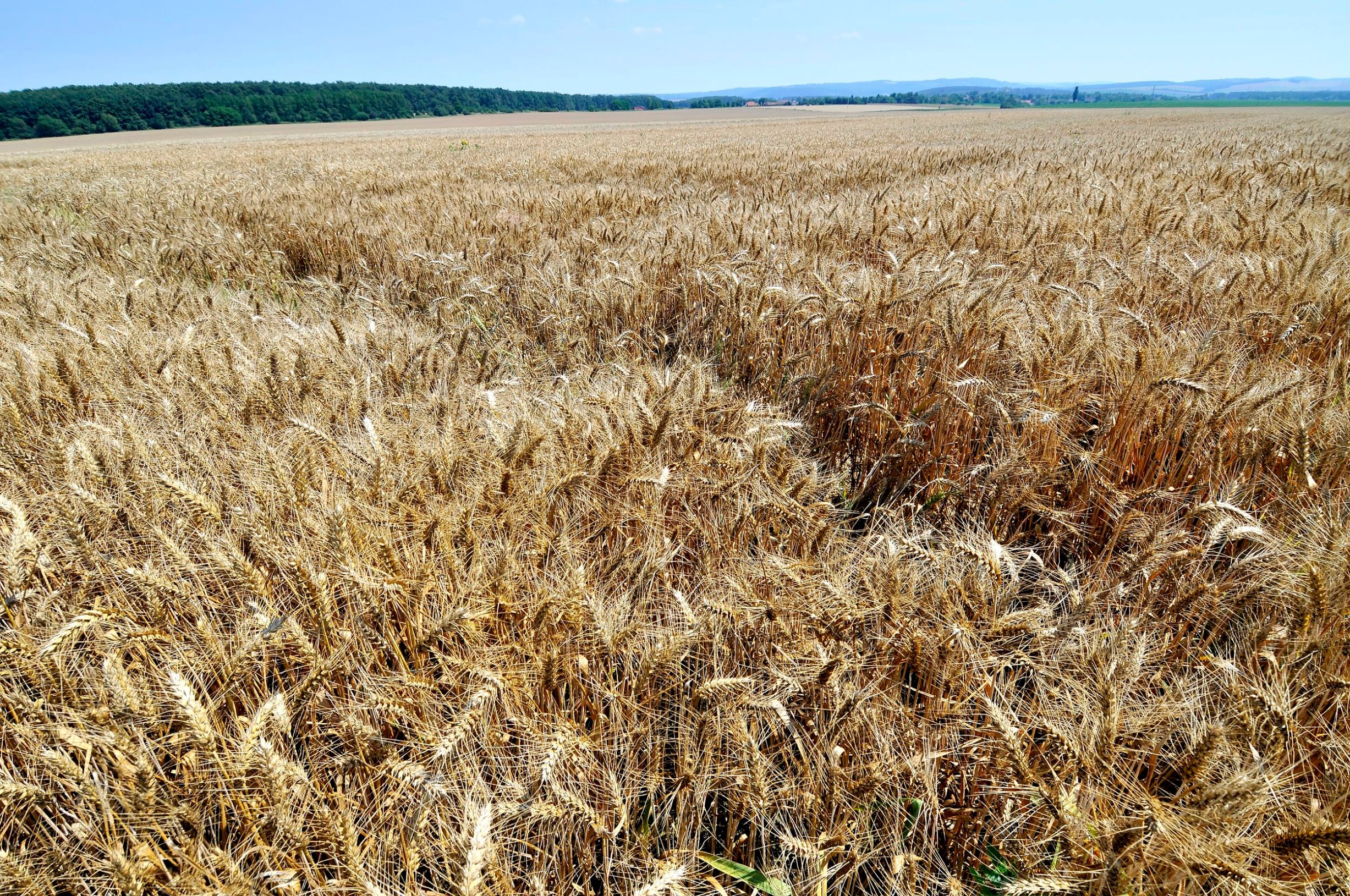 Madjarska, 030708.
Polje psenice koje seze gotovo do horizonta. Madjarska, kao i cijela Panonska nizina, poznata je po takvim 'fenomenima'.
Foto: Boris Kovacev / CROPIX