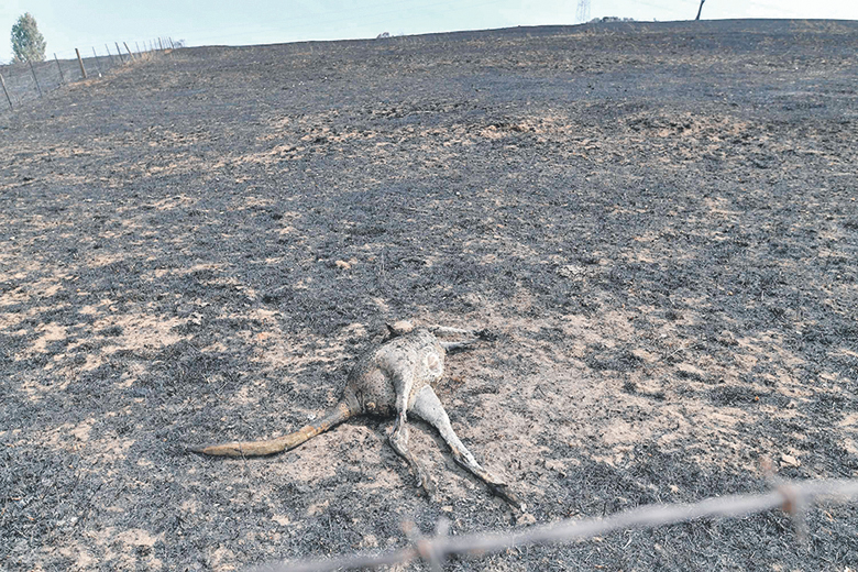 TOPSHOT - This photo taken on January 8, 2020 shows a dead kangaroo on a farm after bushfires in Batlow, in Australia's New South Wales state. - Batlow has become one of the faces of the destruction wrought by the unprecedented disaster, which also hit areas usually untouched with Australia's summer fires, when shocking images of dead livestock along a road was shared by the national broadcaster ABC. (Photo by SAEED KHAN / AFP) / To go with AFP story Australia-fire-climate-environment, SCENE by Glenda KWEK