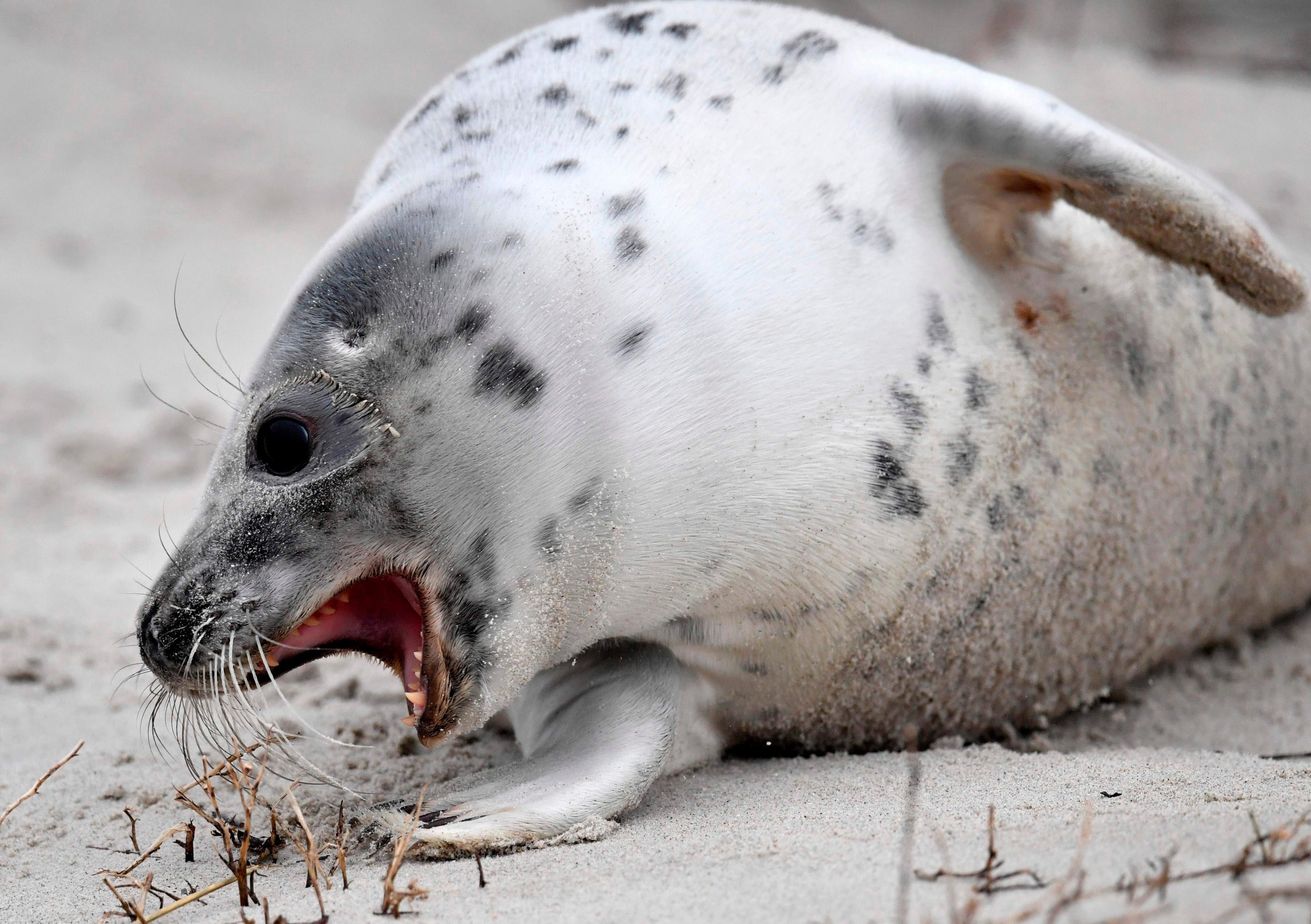 A young grey seal plays with dried plants on a beach on the north Sea island of Helgoland, Germany, on January 5, 2020. - Hundreds of Grey Seals use the island to give birth to their pups, usually between the months of November and January. The pups, after 3 weeks of nursing, are then left to fend for themselves. 524 grey seal births have been recorded in the period from November 13 to December 26, 2019. (Photo by John MACDOUGALL / AFP)