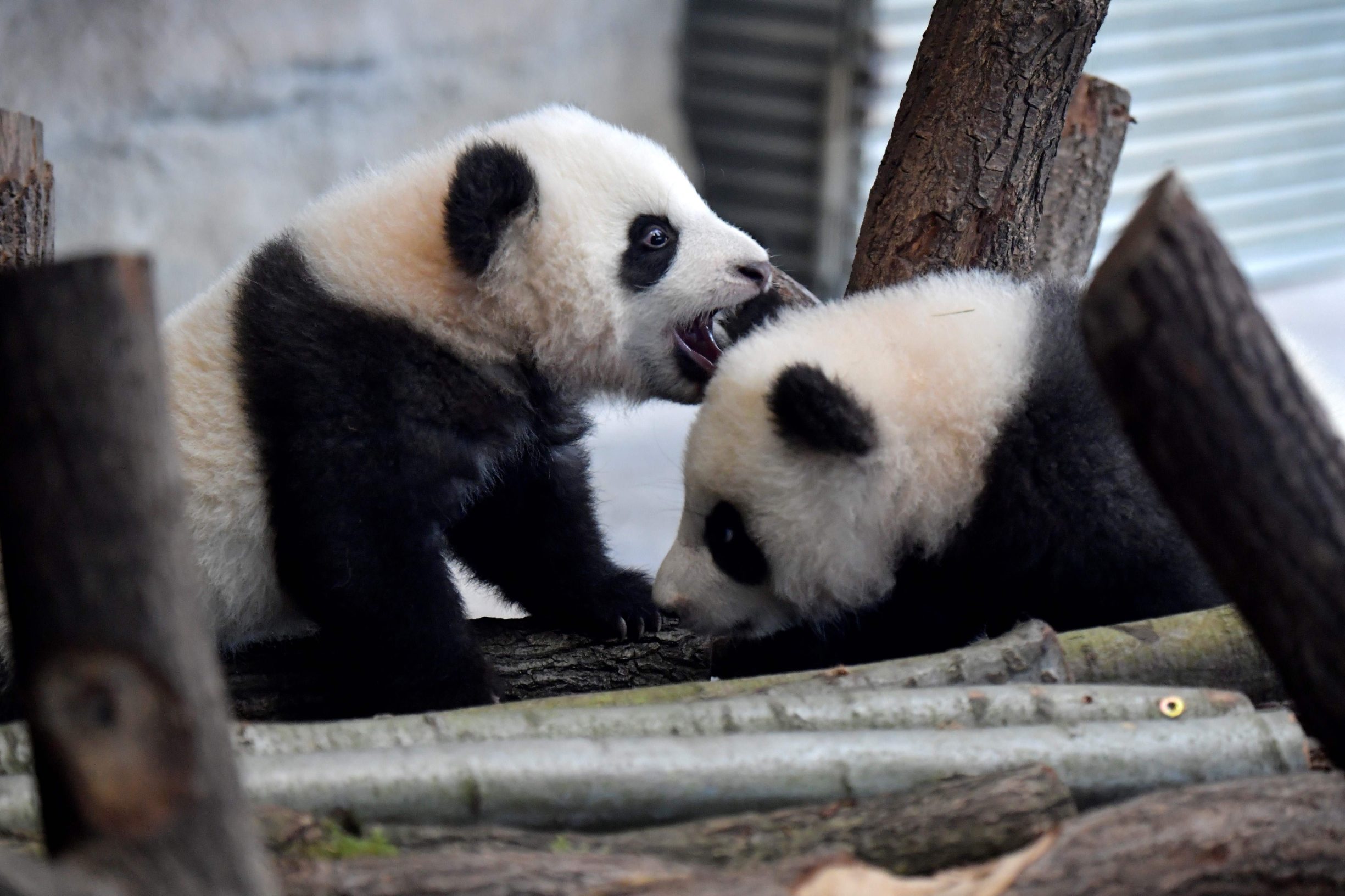 A picture taken on January 29, 2020 shows Meng Yuan and Meng Xiang, two Berlin-born Chinese panda cubs, at their enclosure during their first presentation to the public at the Zoologischer Garten zoo in Berlin. - Meng Meng gave birth to twins on August 31, 2019. On loan from China, Meng Meng and male panda Jiao Qing arrived in Berlin in June 2017. While the cubs, Meng Yuan and Meng Xiang, are born in Berlin, they remain Chinese and must be returned to China within four years after they have been weaned. (Photo by Tobias SCHWARZ / AFP)