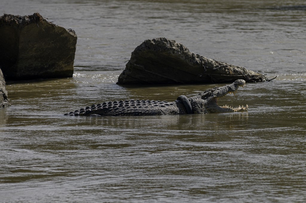 A wild crocodile trapped in a used tire on its neck sunbathing on the Palu River, Central Sulawesi, Indonesia on January 15, 2020. After some time was not seen, a crocodile trapped in a used tire and was first seen on 2016 has re-emerged with an increasingly large weight and an increasingly large size of around four meters. Until now, no one has succeeded in removing used tires that trap crocodiles that have habitats in the river mouth. (Photo by Basri Marzuki/NurPhoto)