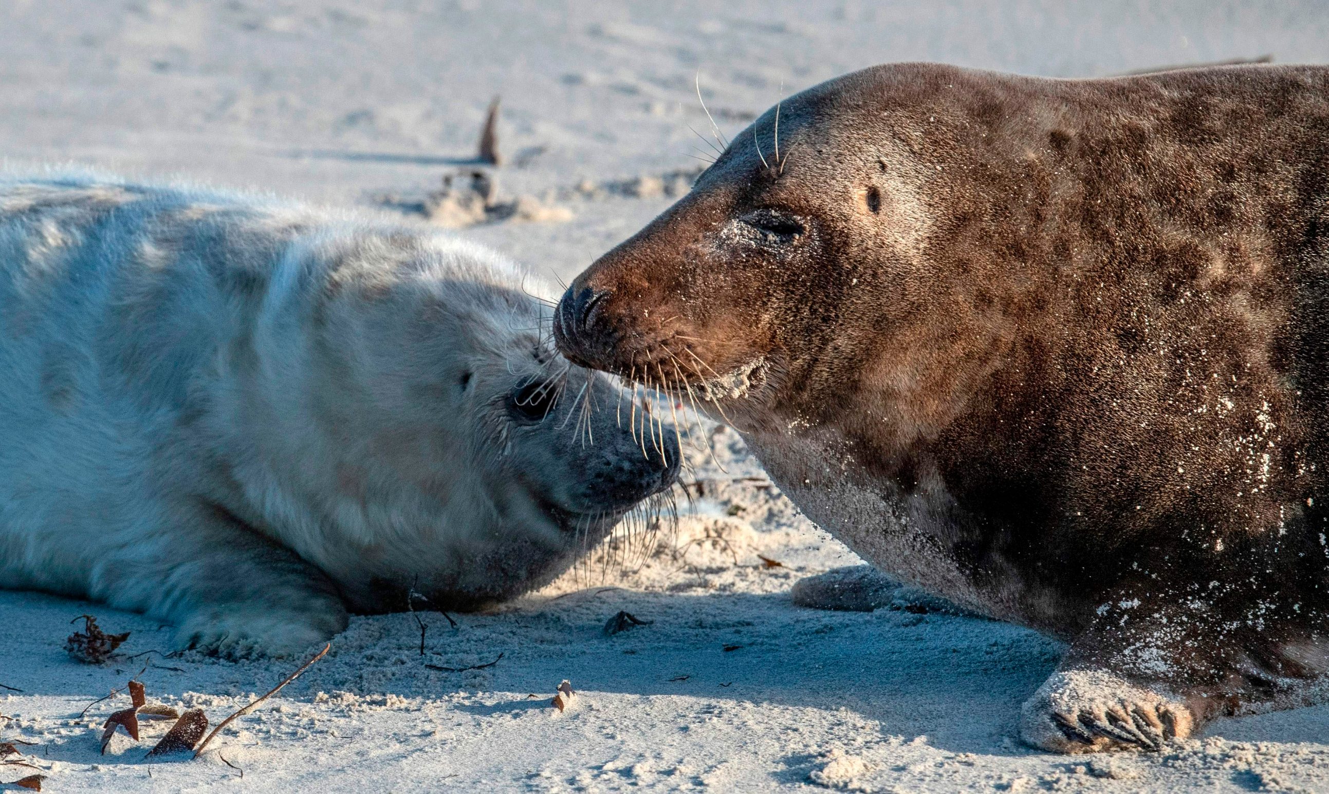 A female grey seal (R) interacts with her pup on the north Sea island of Helgoland, Germany, on January 4, 2020. - Hundreds of Grey Seals use the island to give birth to their pups, usually between the months of November and January. The pups, after 3 weeks of nursing, are then left to fend for themselves. 524 grey seal births have been recorded in the period from November 13 to December 26, 2019. (Photo by John MACDOUGALL / AFP)