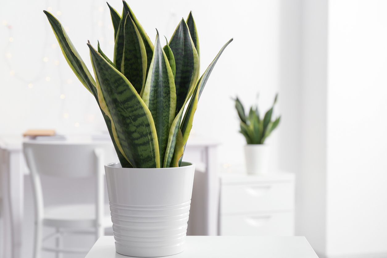 Sansevieria plant in pot on table