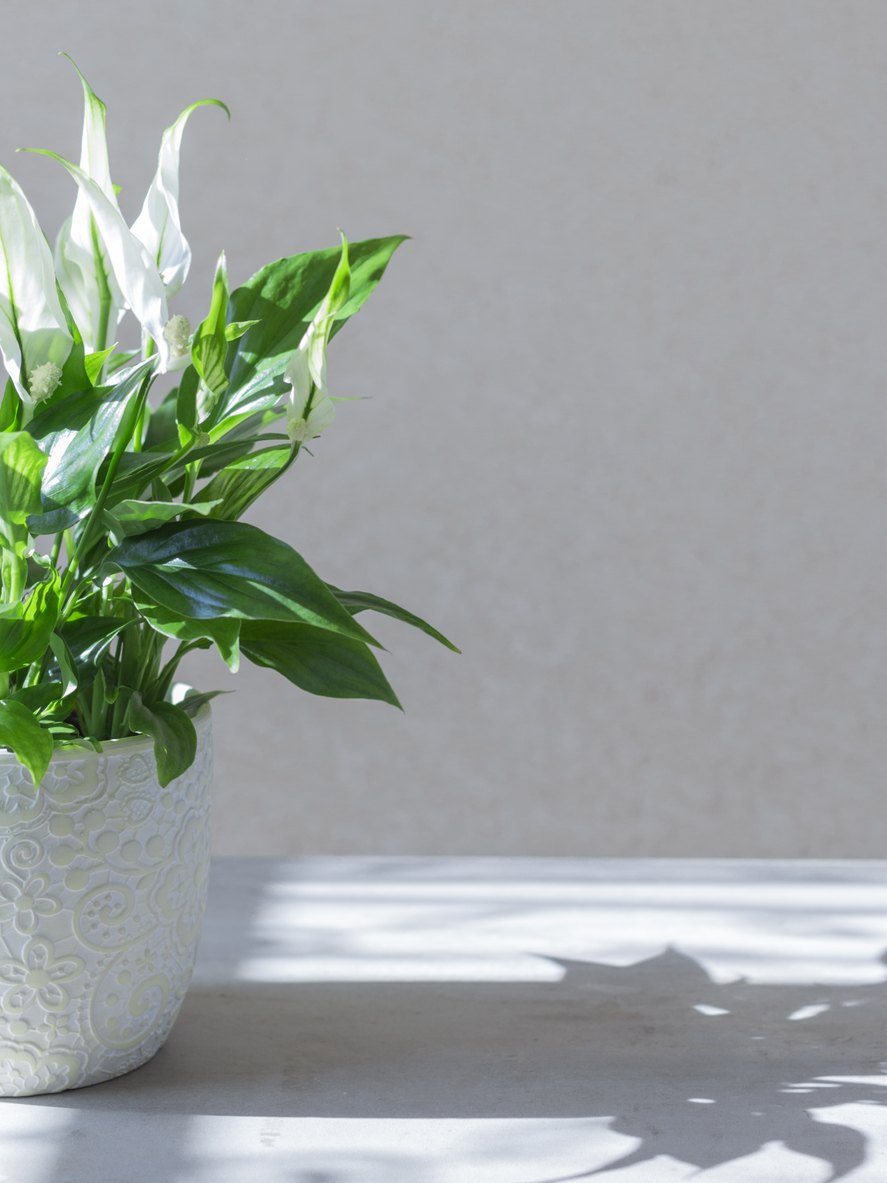 home plant spathiphyllum in a white pot on a light background