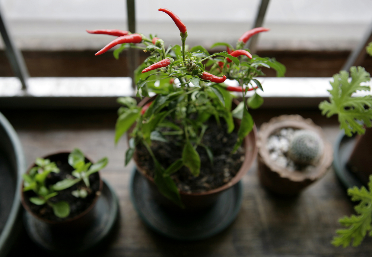 chili plant