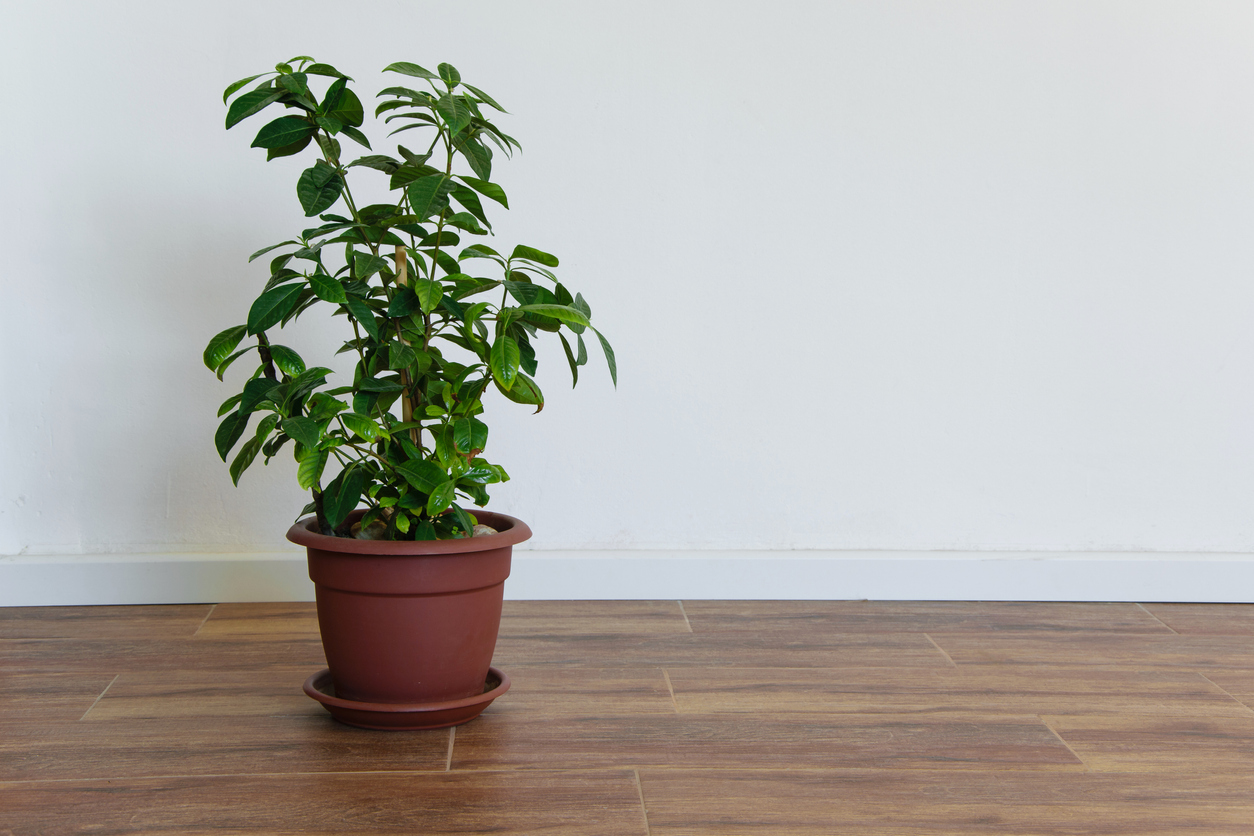 Beautiful potted Gardenia plant in an empty room, simple interior design