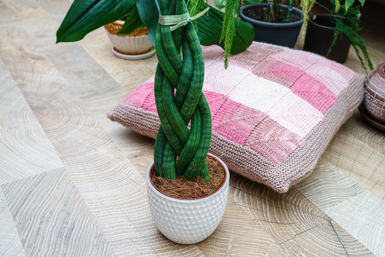 Sansevieria is cylindrical in the shape of a pigtail. Lifestyle.