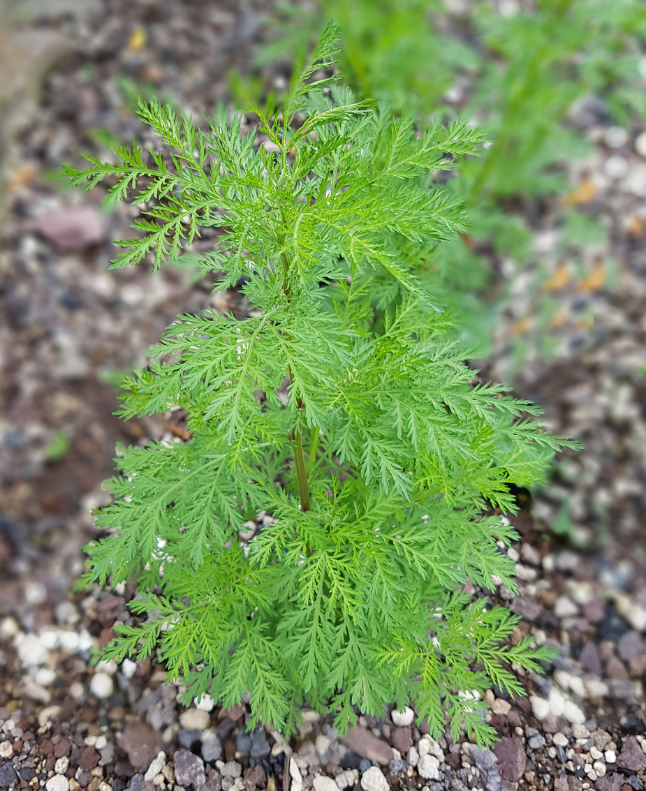 mugwort; Artemisia annua
