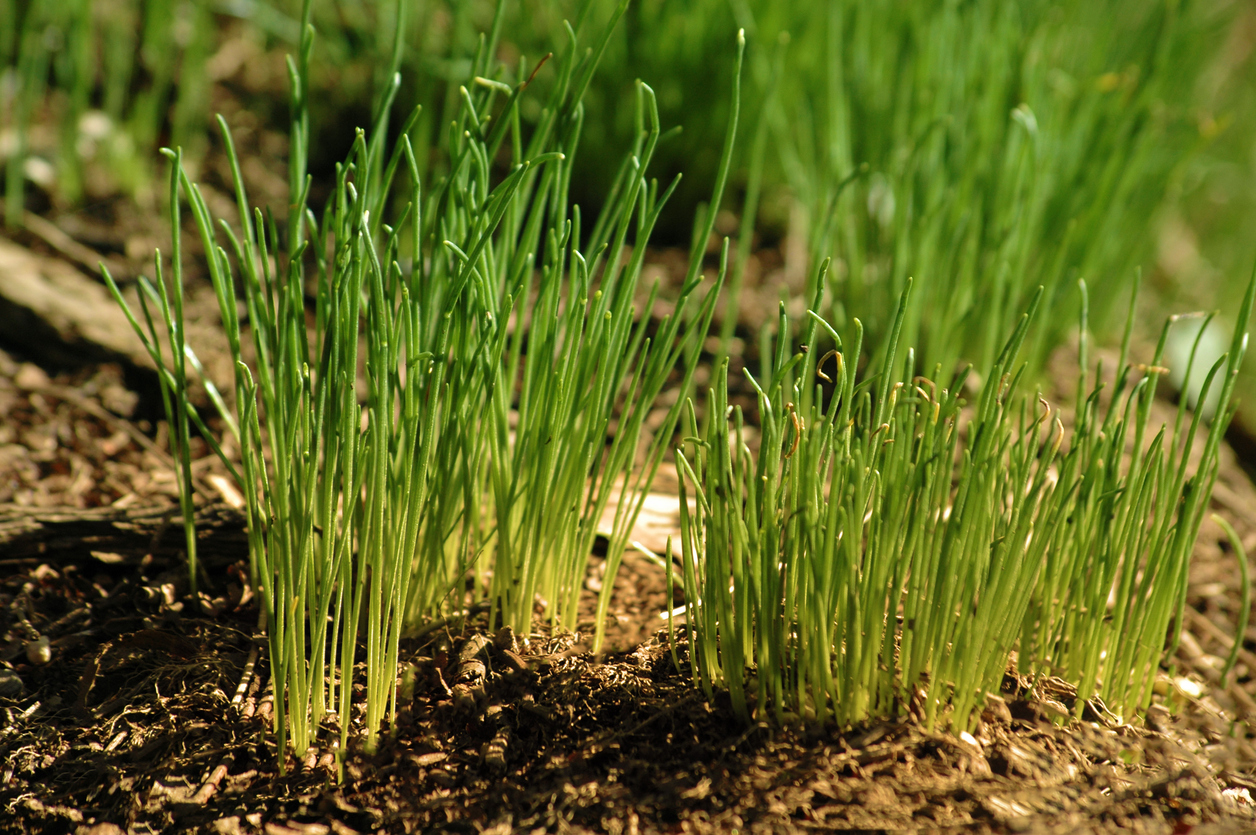 Green grass sprouts in brown soil