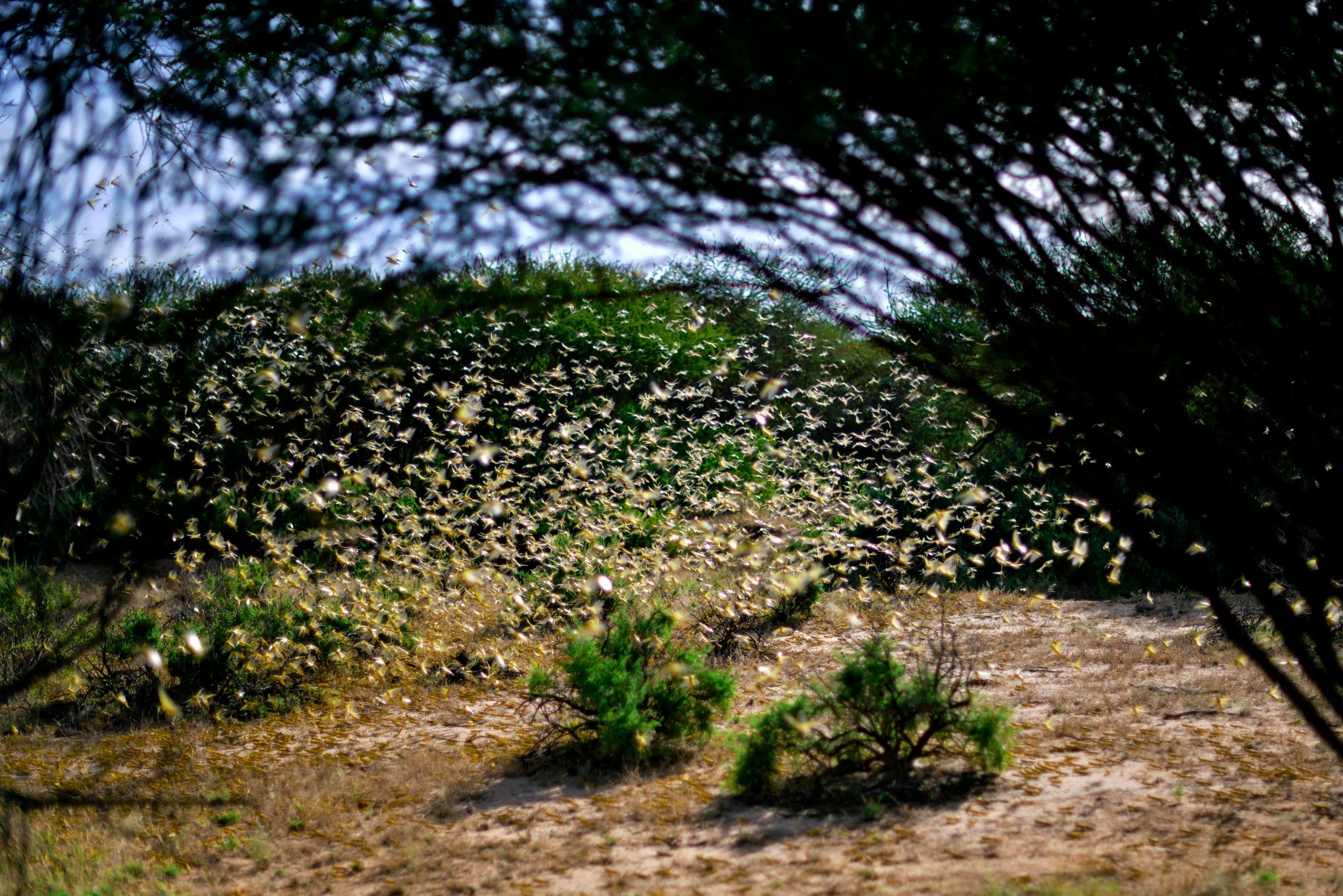 Locusts swarm from ground vegetation at Lerata village ,near Archers Post in Samburu county, approximately 300 kilomters (186 miles) north of kenyan capital, Nairobi on January 22, 2020. - The outbreak of desert locusts, considered the most dangerous locust species, is significant and extremely dangerous warned the United Nations Food and Agriculture Organisation ,Monday,  describing the infestation as an eminent threat to food security in months to come if control measures are not taken. (Photo by TONY KARUMBA / AFP)
