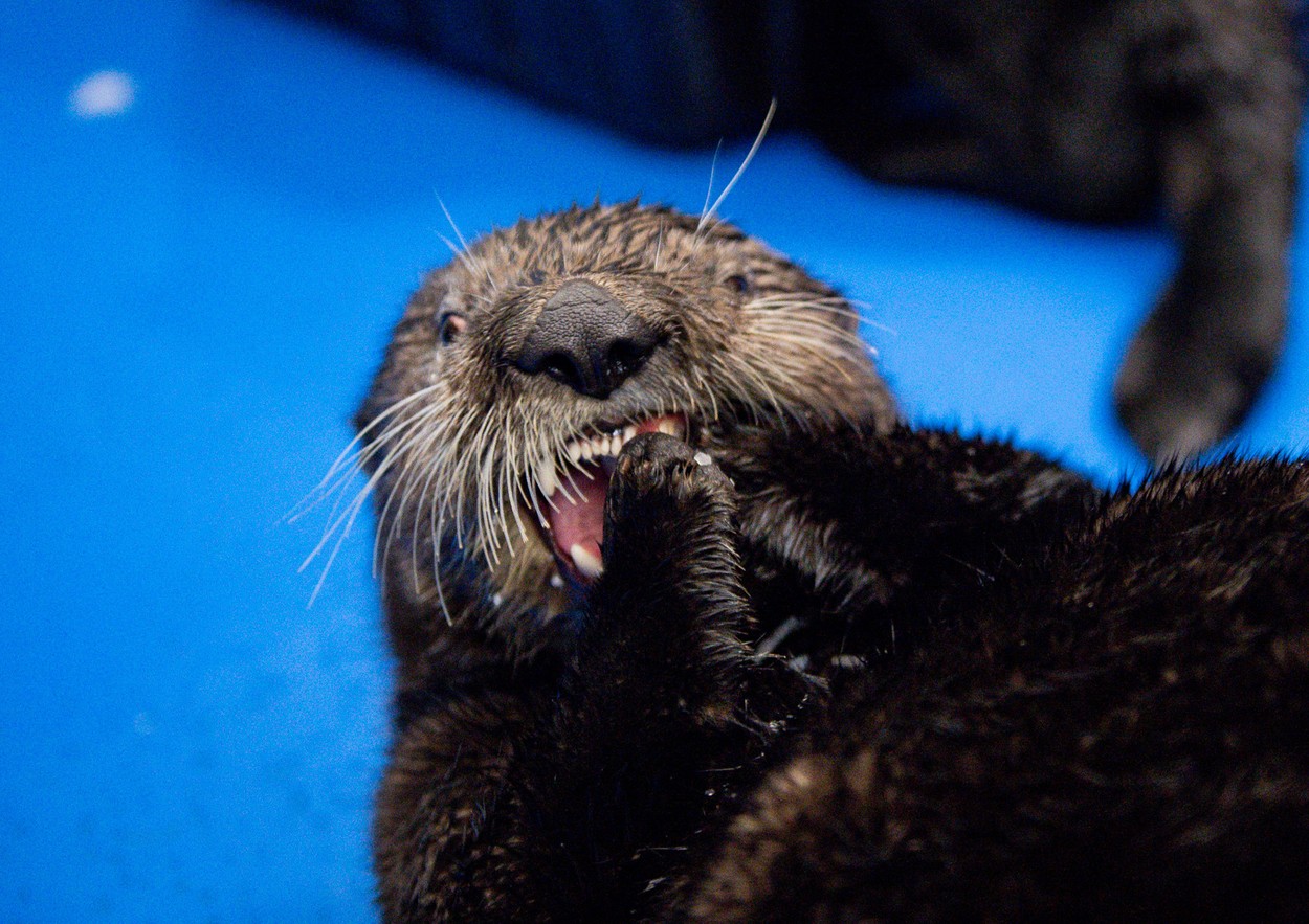 One of the two Alaskan Sea Otters who will soon become residents at the National SEA LIFE Centre in Birmingham. They have been rescued and cared for at the Alaska Sealife Center in the port city of Seward in southern Alaska., Image: 495543359, License: Rights-managed, Restrictions: , Model Release: no, Credit line: Jacob King / PA Images / Profimedia