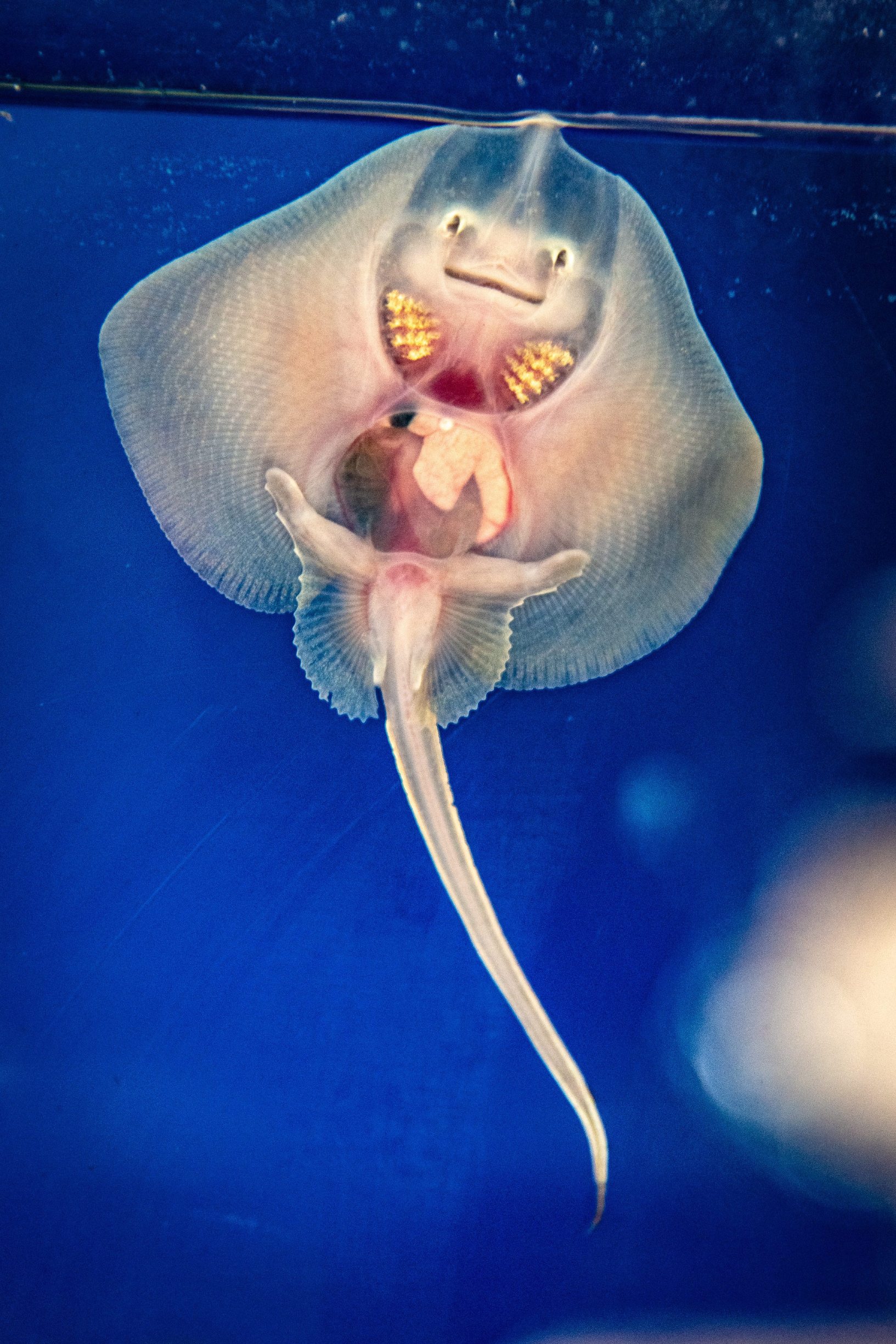 Pula, 050220. 
U pulskom Aquariumu nakon dvadesetak godina na svijet je dosla prva raza kamenica koja je zbog svog preslatkog osmijeha dobila ime Srecko.
Foto: Danijel Bartolic / CROPIX