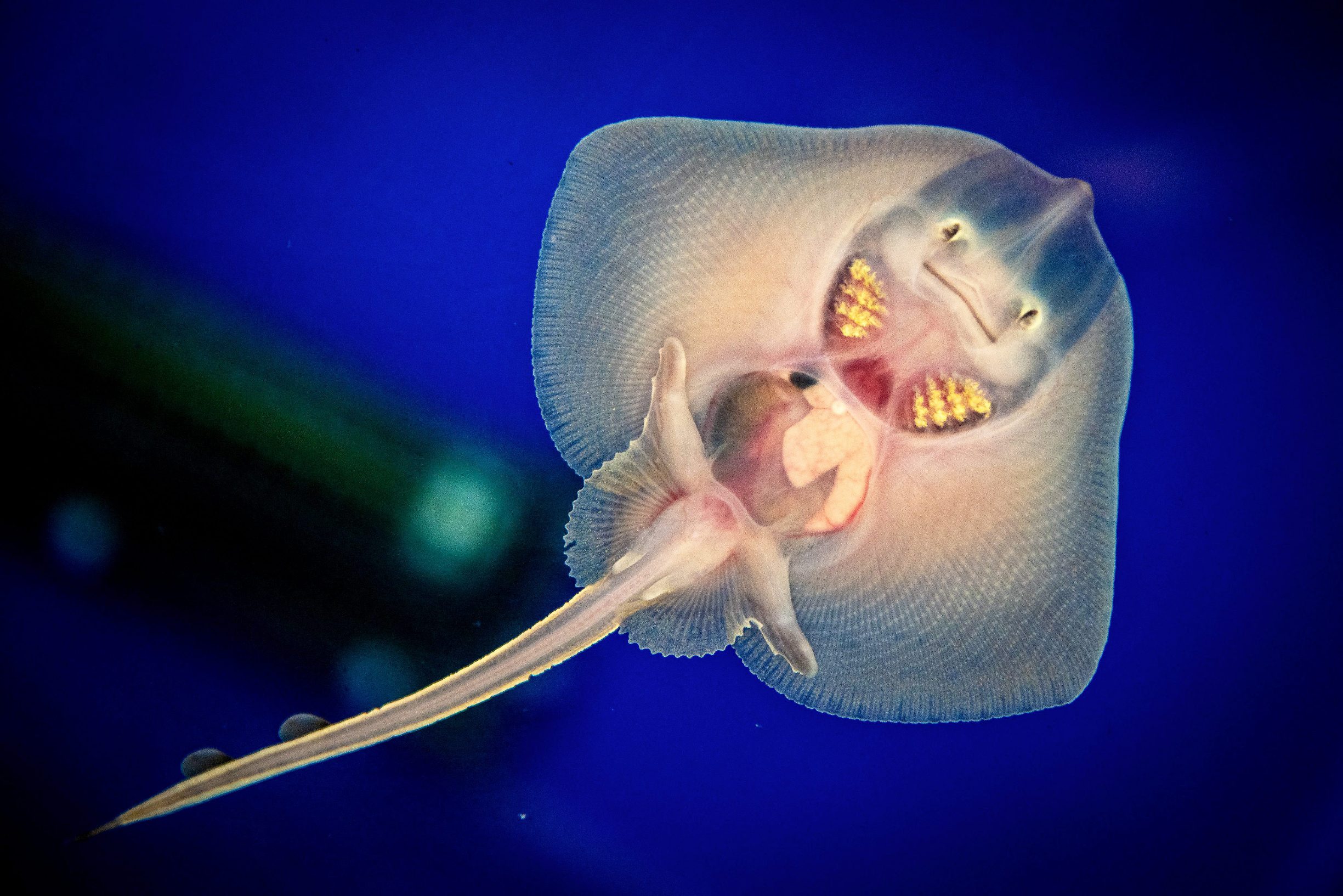 Pula, 050220. 
U pulskom Aquariumu nakon dvadesetak godina na svijet je dosla prva raza kamenica koja je zbog svog preslatkog osmijeha dobila ime Srecko.
Foto: Danijel Bartolic / CROPIX