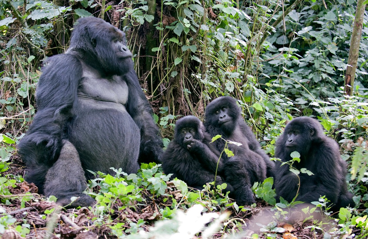 Planinske gorile u parku Virunga