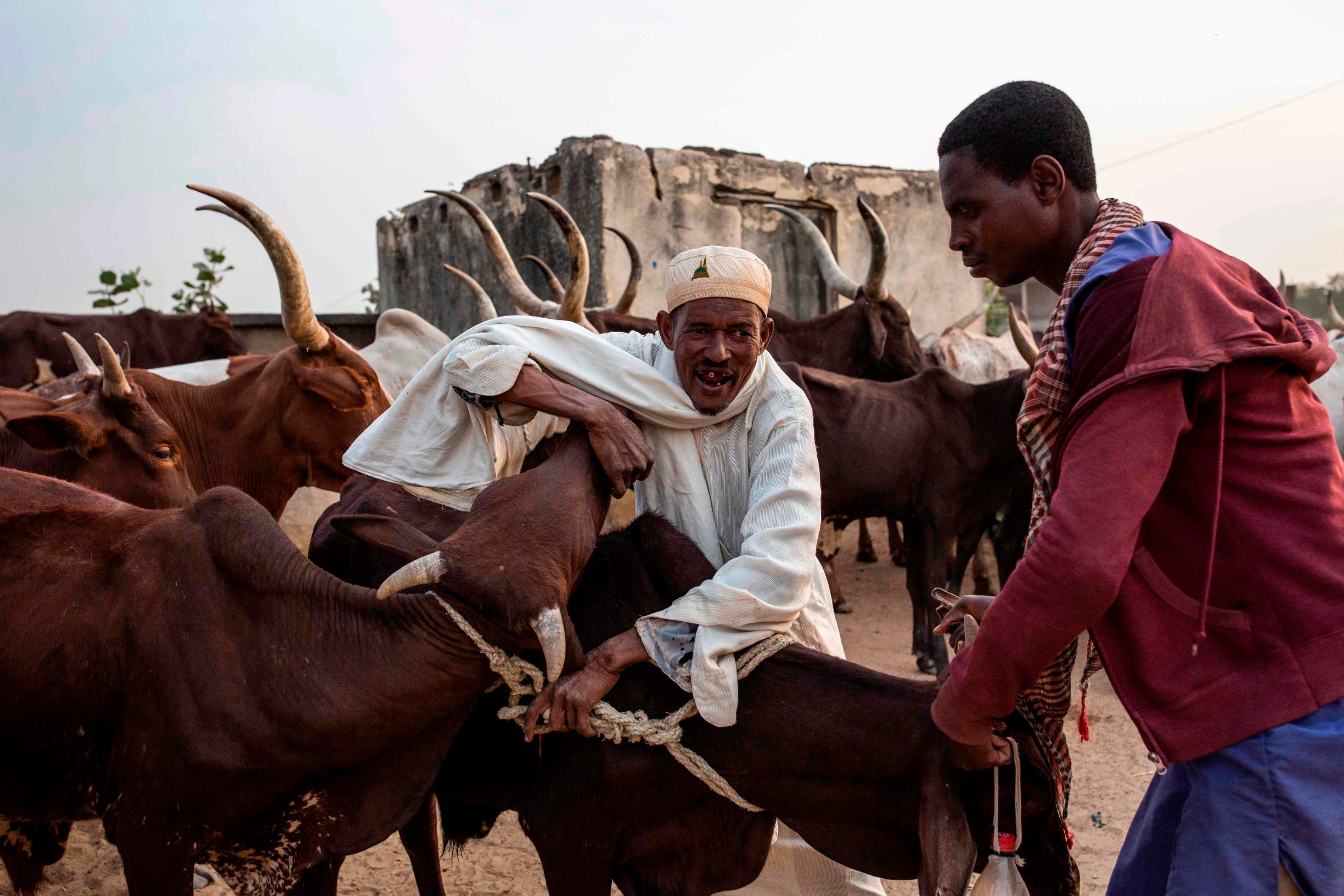 A man holds a cattle at a cattle market in Maroua on March 2, 2020. - The Far North is the region in Cameroon with the biggest population, also one of the poorest of Cameroon, and where most of the Cameroonian cattle is raised. Since 2014, the jihadist group Boko Haram has attacked villages in this region on the border of Chad and Nigeria, and clashes between the army and Boko Haram have pushed villagers to flee their homes. (Photo by patrick meinhardt / AFP)