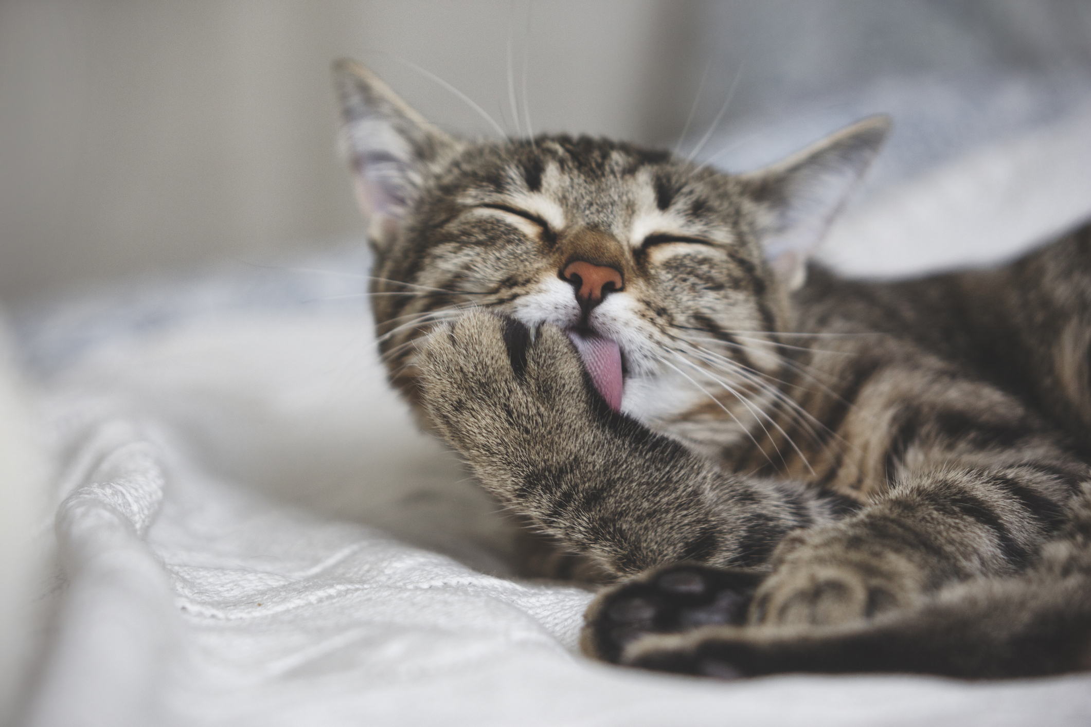 Pet cleaning: Cute tabby cat licks fur