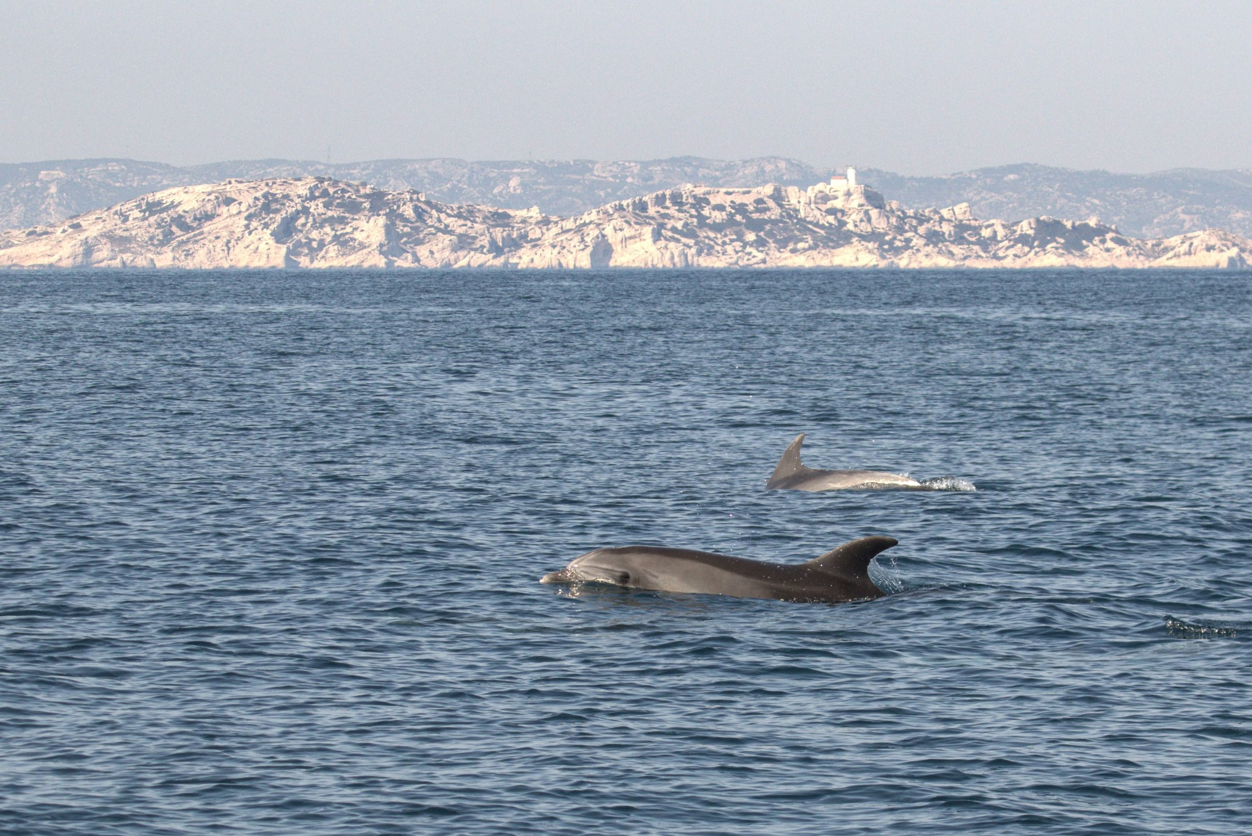 This handout picture released on March 27, 2020, by the Calanques National Park (Parc national des Calanques) shows a group of dolphins swimming in the Mediterranean Sea at the Calanques National Park, off the coast of southeastern France, on March 19, 2020, after a strict lockdown came into effect in France on March 17 aimed of stopping the spread of COVID-19 (nocel coronaivrus). - As countries around the world have progressively put into place national lockdowns to limit the spread of the new coronavirus, leading to a drop in human activity and presence outside, animals have been observed venturing further into areas with usually a human presence. (Photo by Lionel LASO / Parc national des Calanques / AFP) / RESTRICTED TO EDITORIAL USE - MANDATORY CREDIT 