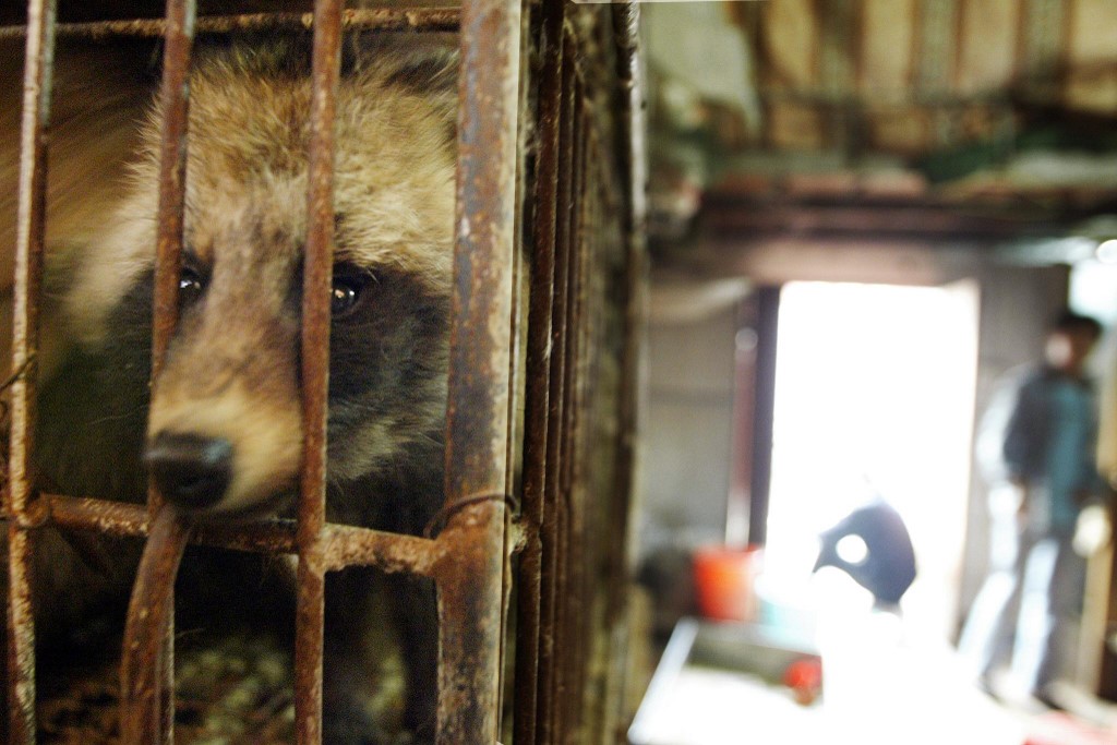 A raccoon dog destined for the dinner table looks out of its cage in Xin Yuan wild animal market in the southern Chinese city of Guangzhou, 06 January 2004. Following a confirmed SARS case in Guangzhou, the government has ordered that all masked palm civets, which are eaten here as a delicacy, be destroyed as a precaution against SARS after the virus was found in to be present in them but despite this all other 'exotic' animals are still being kept and slaughtered for food. AFP PHOTO/Peter PARKS (Photo by PETER PARKS / AFP)
