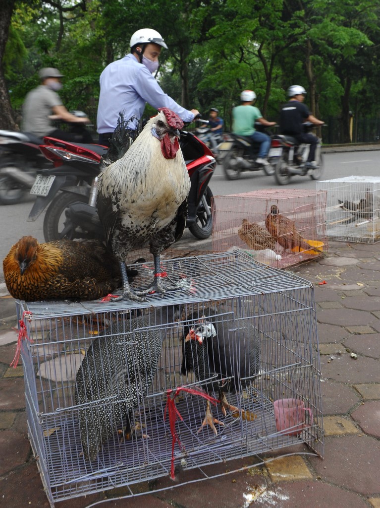 Chickens and captured wild birds are displayed for sale along a street in Hanoi on April 4, 2013. Vietnam on April 3 announced an immediate ban on all Chinese poultry imports and stepped up border controls after its northern neighbour reported two deaths from a new strain of bird flu.     AFP PHOTO / HOANG DINH Nam (Photo by HOANG DINH NAM / AFP)