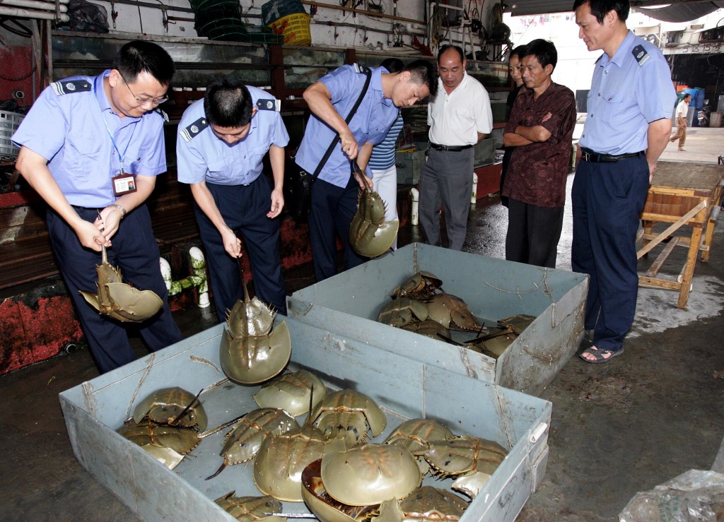 Chinese police check the Chinese turtles, one of critically endangered turtles in the world, siezed during a crackdown on illegal sale of wild animals at a seafood market in Fuzhou, south China's Fujian province on September 3, 2008. Sold mostly for food, but also for traditional Chinese medicine and the exotic pet trade, this unprecedented demand has greatly depleted the numbers of many species, creating the so-called 
