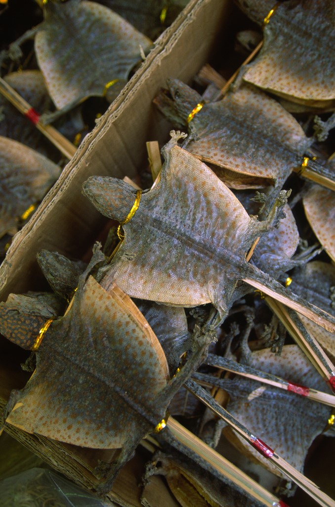 Lizards dried for soups and the pharmacopeia Hong-Kong China.

Biosphoto / Antoine Lorgnier