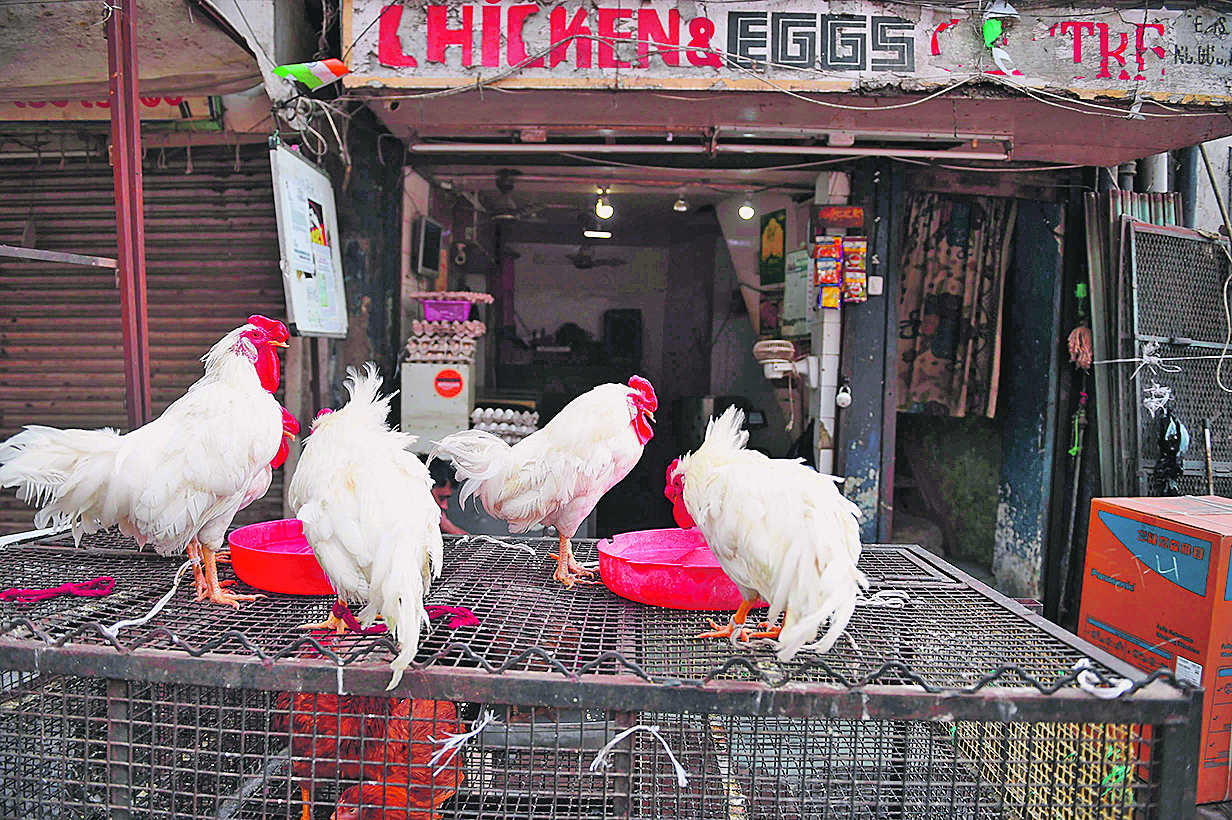 Chickens are placed on a cage in front of a mutton shop in Ahmedabad on March 6, 2020. - India's poultry industry is reeling after sales fell nearly 80 percent over false claims that chickens were carriers of the new coronavirus and could pass it to humans, officials said on March 6. (Photo by SAM PANTHAKY / AFP)
