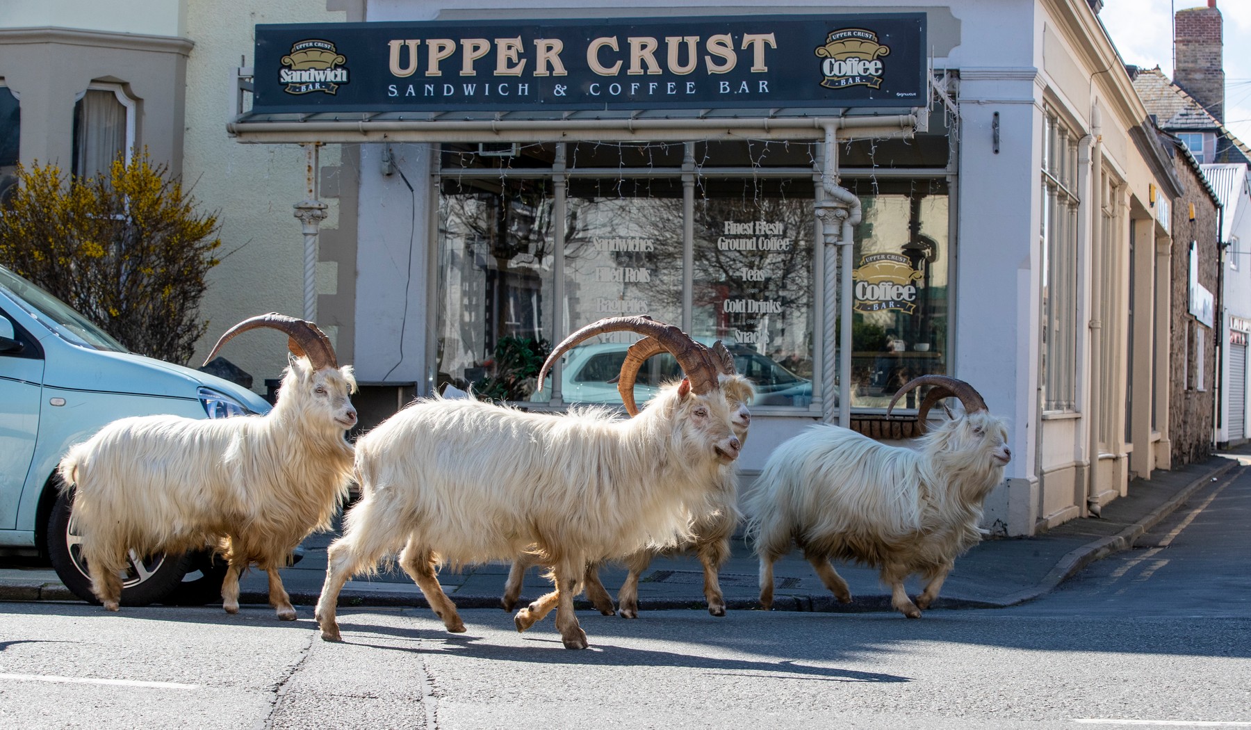 A herd of goats take advantage of quiet streets near Trinity Square, in Llandudno, north Wales. The gang of goats has been spotted strolling around the deserted streets of the seaside town during the nationwide lockdown., Image: 510884192, License: Rights-managed, Restrictions: , Model Release: no, Credit line: Peter Byrne / PA Images / Profimedia