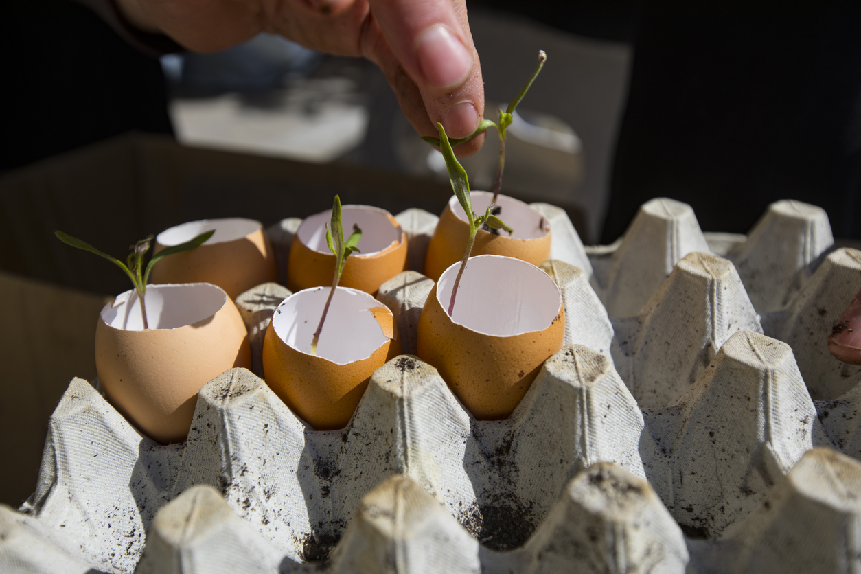 Close-up of Adult Woman Planting Small Chilli Pepper Seedlings in Eggshell Pots.