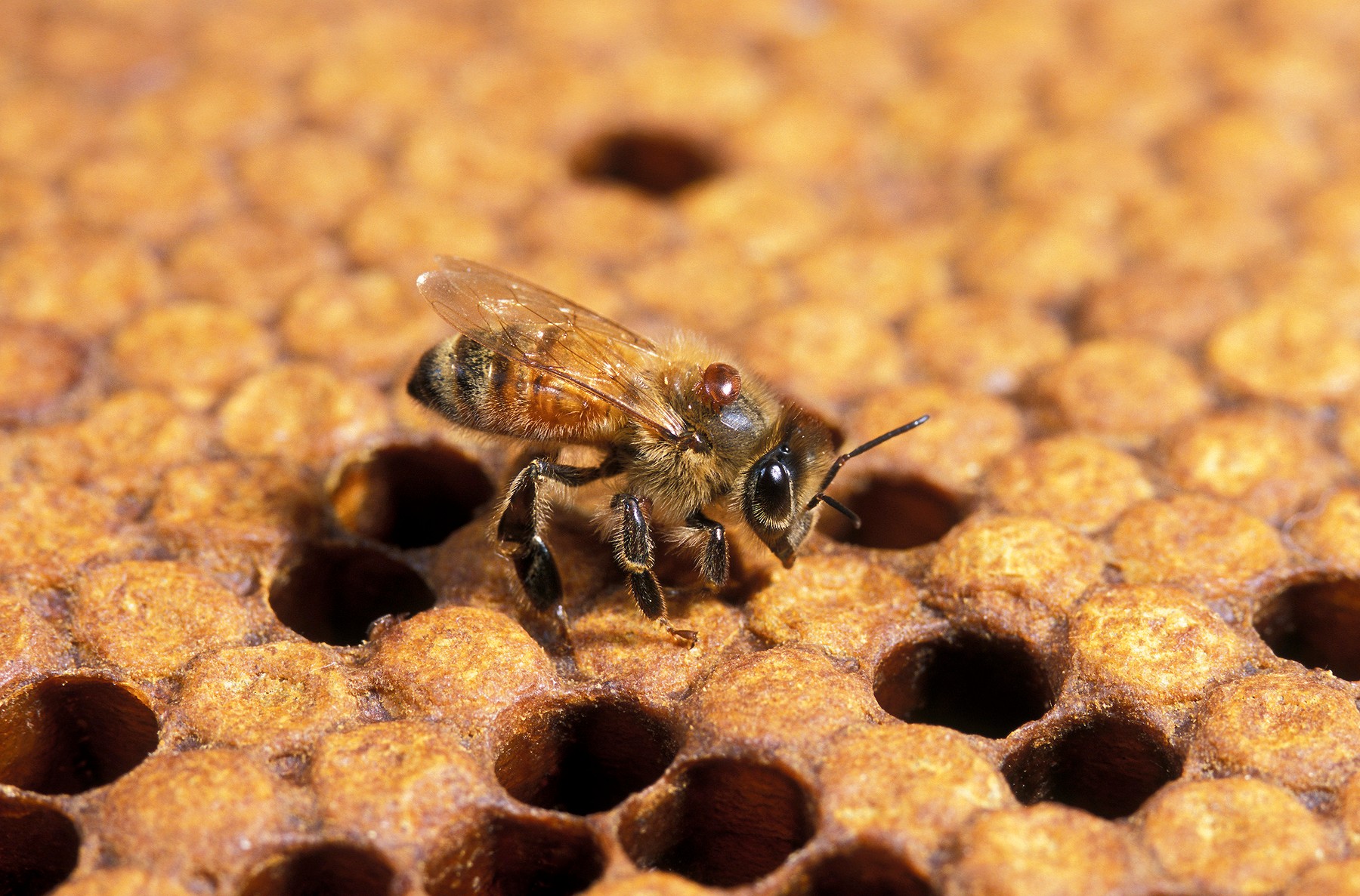 Honey bee with Varroa mites. This adult worker honey bee (Apis mellifera) has two parasitic mites, Varroa destructor (brown) on its thorax. The mites replicate in a bee colony. The female mites lay eggs in a brood cell, and after hatching, the young mites attach to the developing bee. The mites feed on the bee's haemolymph, the blood-like fluid that bathes its cells and organs. As the bees have no defence against the mites, an infestation usually kills the entire colony., Image: 103060892, License: Rights-managed, Restrictions: , Model Release: no, Credit line: Science Photo Library / Sciencephoto / Profimedia