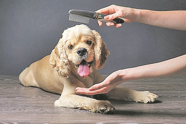 Woman groomer combs Young purebred Cocker Spaniel for a hairstyle in the room.