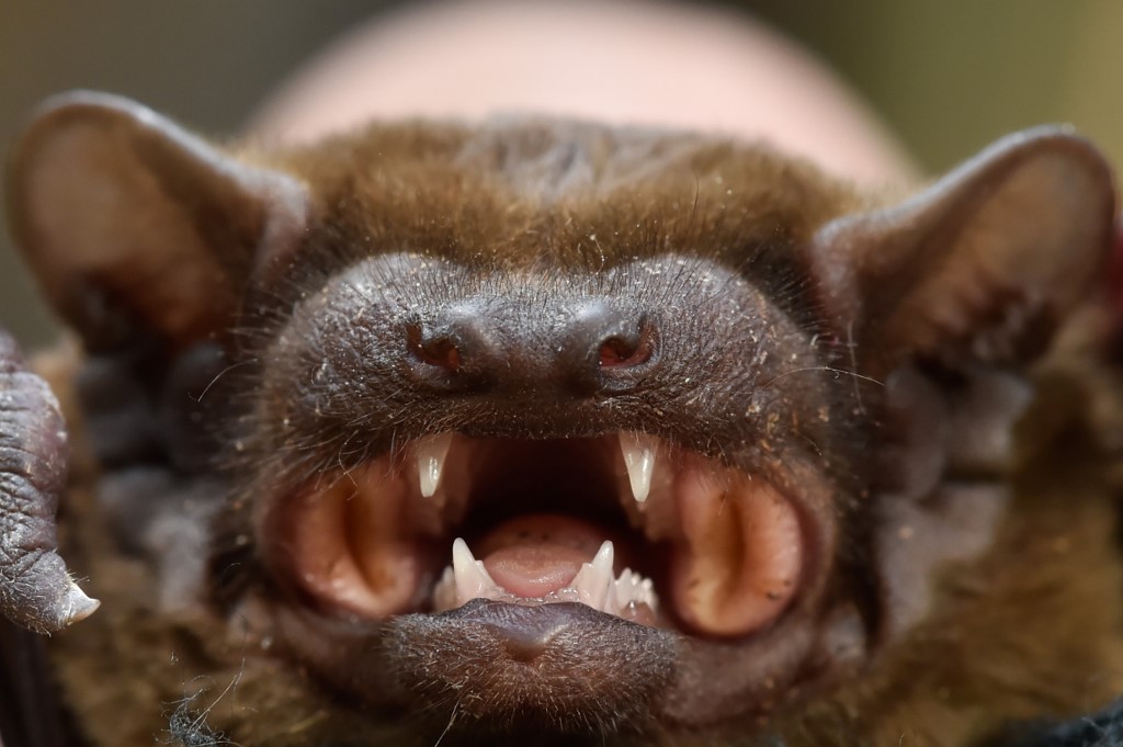 The snout of a bat of the species common noctule can be seen in a forest south of Berlin,�Germany, 12 July 2016. Photo:�KLAUS-DIETMAR�GABBERT/dpa