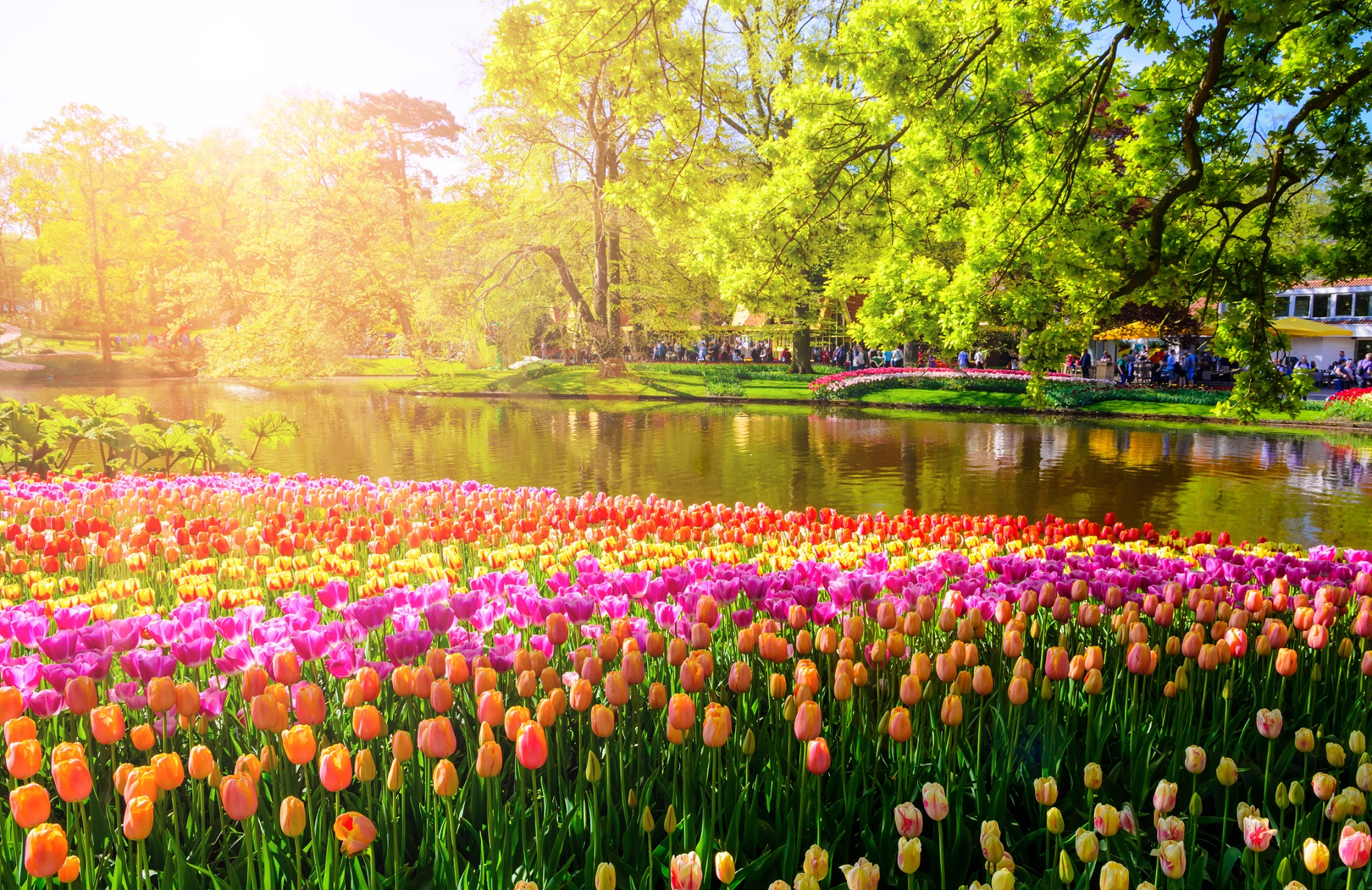 Colorful blooming flowers in Keukenhof park in Netherlands, Europe.