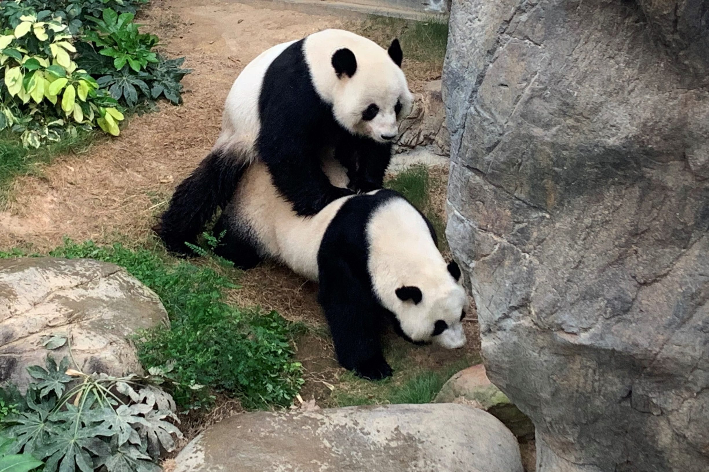 This handout photo provided by Ocean Park Hong Kong on April 7, 2020 shows giant pandas Ying Ying and Le Le mating at Ocean Park in Hong Kong on April 6, 2020. - Stuck at home with no visitors and not much else to do, a pair of pandas in Hong Kong finally decided to give mating a go after a decade of dodging the issue. (Photo by Handout / Ocean Park Hong Kong / AFP) / RESTRICTED TO EDITORIAL USE - MANDATORY CREDIT 