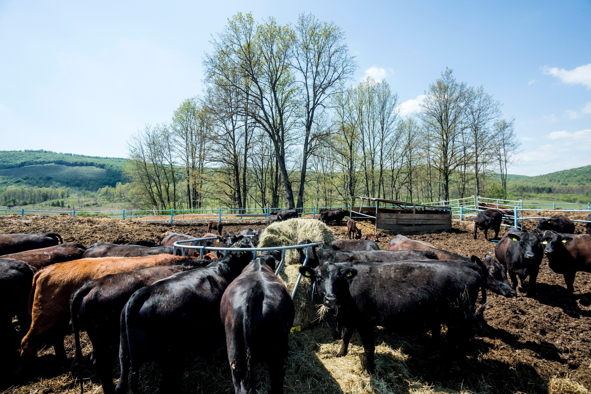 Gornji Poloj, Barilovic, 270420.
Farma The M Brothers na kojoj braca Maturanec ozgajaju krave i krmace, te posjeduju vlastitu klaonicu.
Na fotografiji: krave.
Foto: Tomislav Kristo / CROPIX