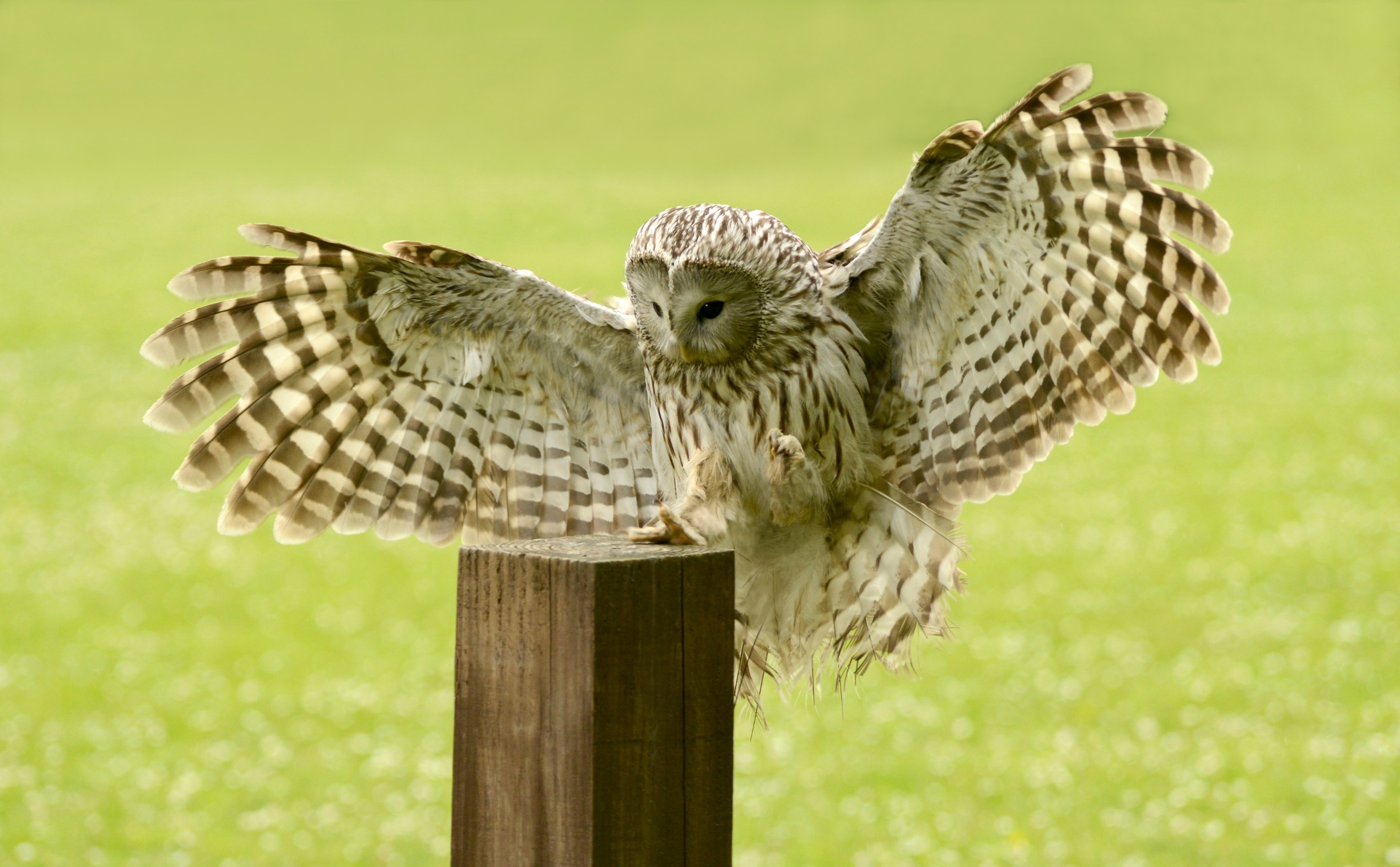 Editorial use only  
Ural owl (Strix uralensis) in flight at the Fenland Falconry Centre, Cambridgeshire, UK., Image: 385293431, License: Rights-managed, Restrictions: , Model Release: no, Credit line: NIGEL DOWNER / Sciencephoto / Profimedia