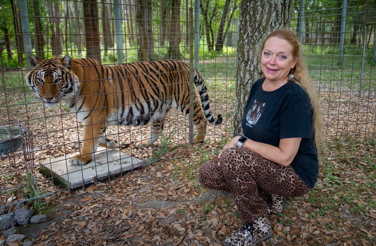 Tiger Priya with Carole Baskin founder of Big Cats Rescue that give sanctuary 18 March 2020 in Tampa, Florida, USA, to big cats once held captive and now no longer able to survive in the wild including Tigers, Jaguars, Leopards and Cougars. 

Carole is the inspiration for a Netflix documentary that tells the extraordinary story of how she was the target of a murder plot to stop her animal rights campaigning by Joseph 