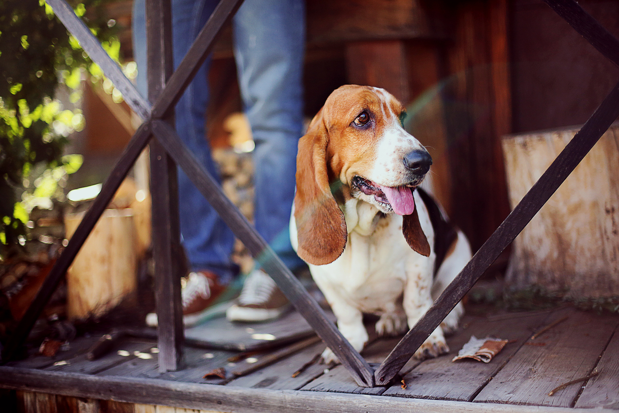 A dog basset hound is sitting at the porch in summer garden