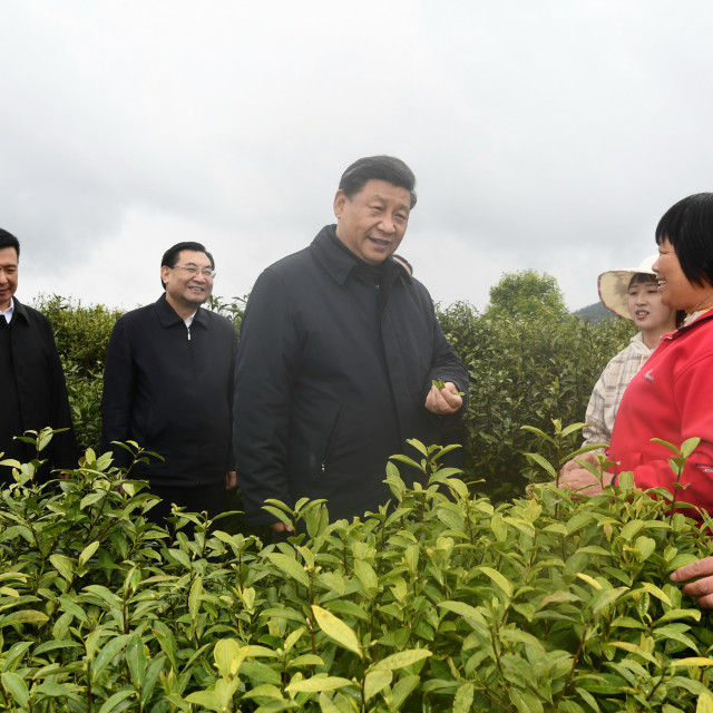 Kineski predsjednik Xi Jinping u obilasku farme čaja, a slika podsjeća na one iz Sjeverne Koreje kad 