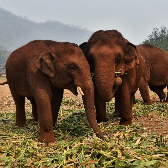 Slonovi u Tajlandu
