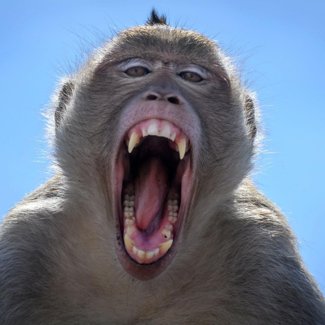 Majmuni u Lopburiju
