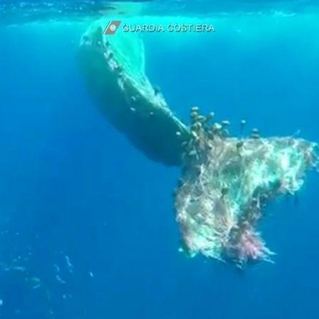 Kit zarobljen u mreži u blizini Sicilije