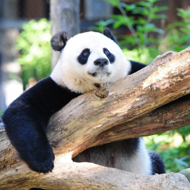 Velika panda Mei Xiang