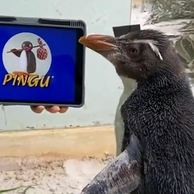 Pingvin Pierre